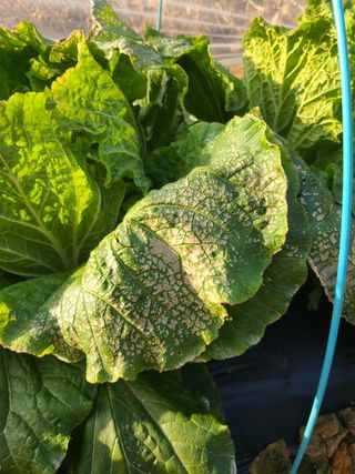 손용재님의 배추 · 병해충상담 작성글 사진