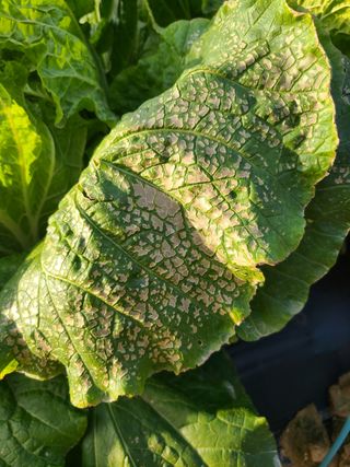 손용재님의 배추 · 병해충상담 작성글 사진