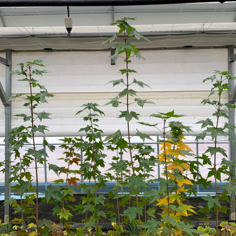 이기자원예종묘님의 장터 판매 상품 [우산고로쇠 묘목 1주 (50cm-1m/1m이상)] 첨부 사진