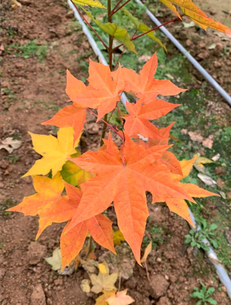 이기자원예종묘님의 장터 판매 상품 [우산고로쇠 묘목 1주 (50cm-1m/1m이상)] 첨부 사진