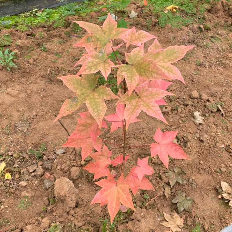 이기자원예종묘님의 장터 판매 상품 [우산고로쇠 묘목 1주 (50cm-1m/1m이상)] 첨부 사진