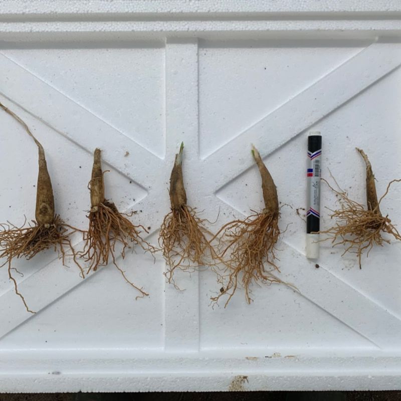 이기자원예종묘님의 장터 판매 상품 [울릉도종 산마늘(명이나물, 5년이상) 종근 10개] 첨부 사진