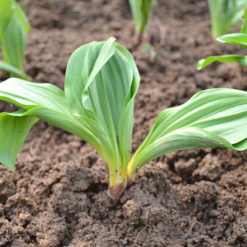 이기자원예종묘님의 장터 판매 상품 [울릉도종 산마늘(명이나물, 5년이상) 종근 10개] 첨부 사진
