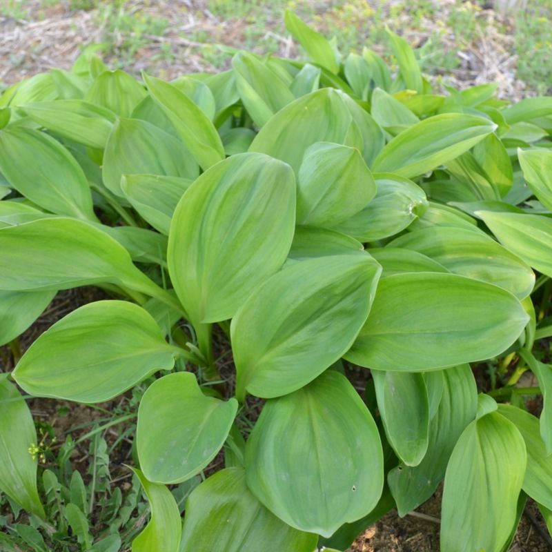 이기자원예종묘님의 장터 판매 상품 [울릉도종 산마늘(명이나물, 5년이상) 종근 10개] 첨부 사진