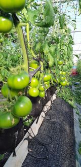 팜모닝 토마토·일상 게시글 이미지