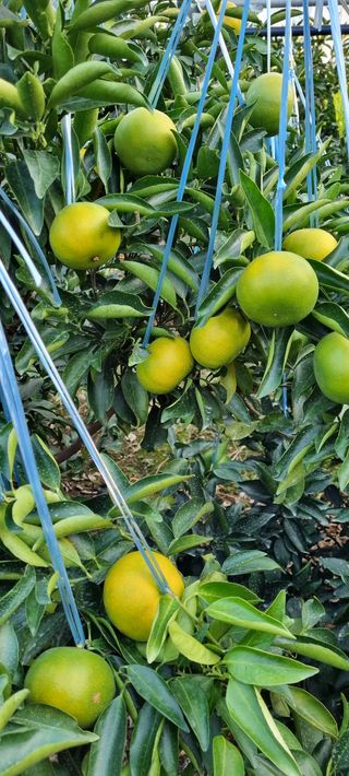 신토불이농장님의 귤 · 병해충상담 작성글 사진