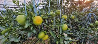 신토불이농장님의 귤 · 병해충상담 작성글 사진