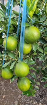 팜모닝 귤·병해충상담 게시글 이미지