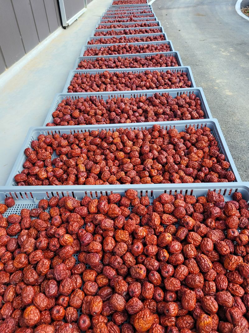 홍상옥님의 장터 판매 상품 [건대추] 첨부 사진