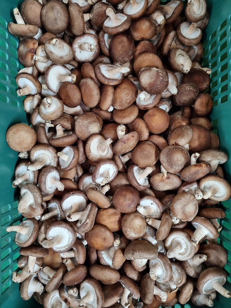 팜모닝회원-이명도님의 장터 판매 상품 [생표고버섯 4kg] 첨부 사진