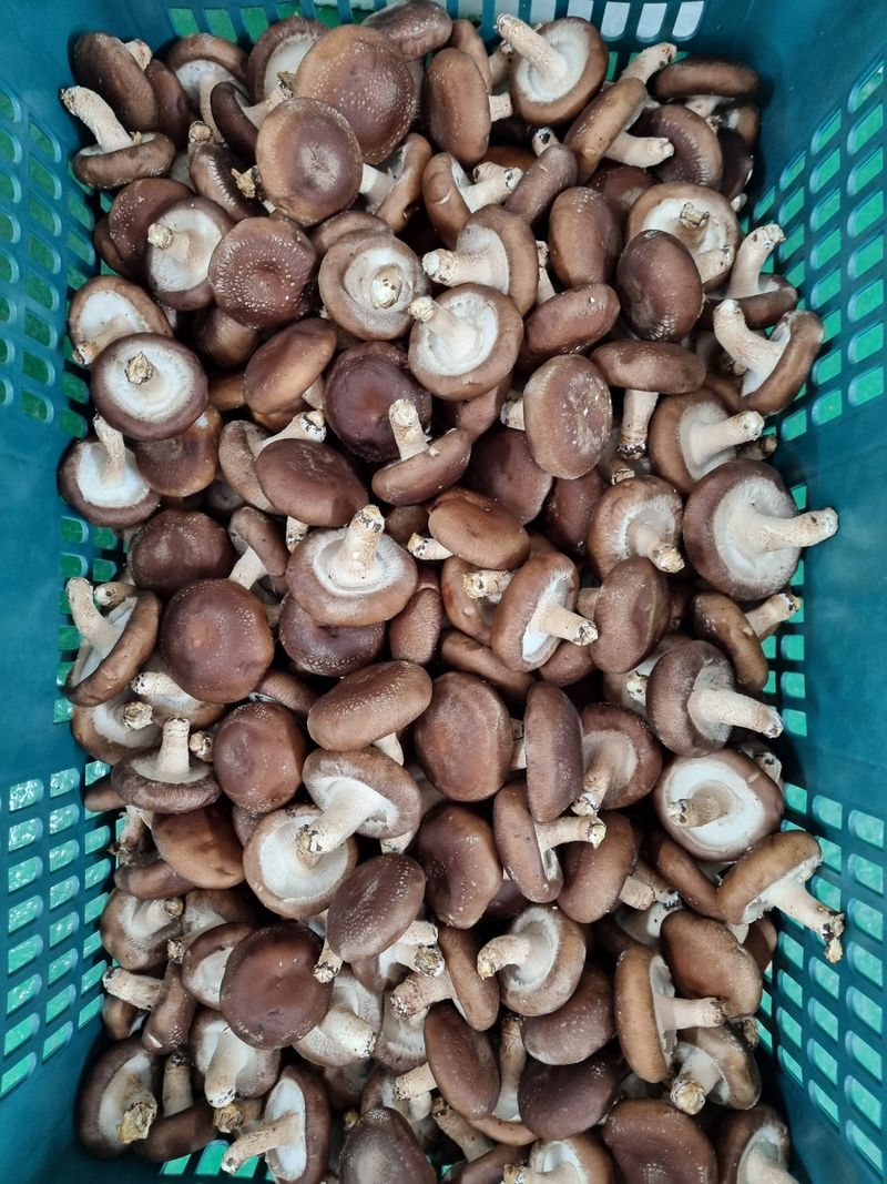 장터 상품 [생표고버섯 4kg] 썸네일