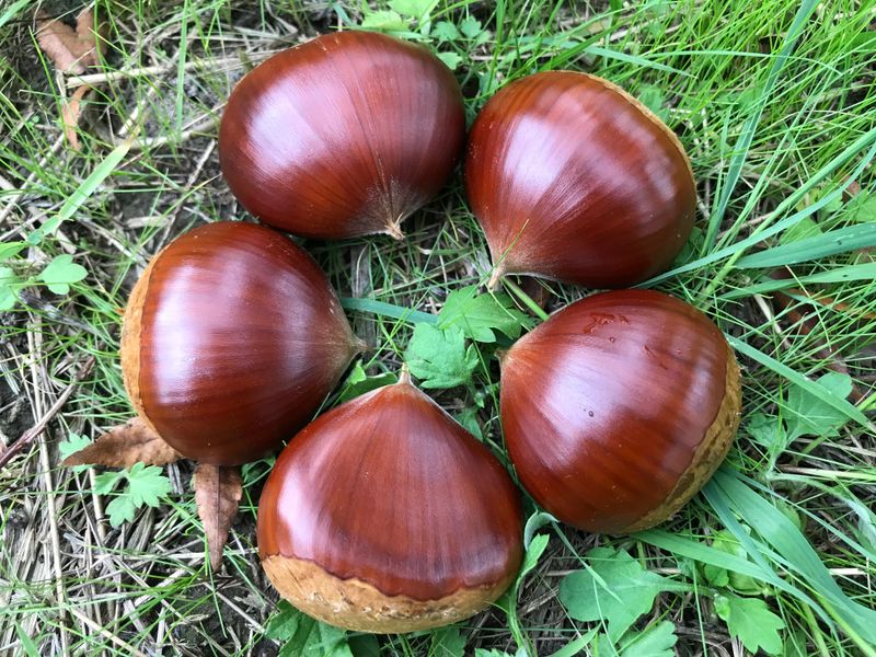 신연희님의 장터 판매 상품 [[판매완료] 토종알밤 4Kg] 첨부 사진