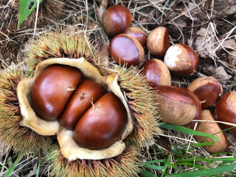 신연희님의 장터 판매 상품 [[판매완료] 토종알밤 4Kg] 첨부 사진