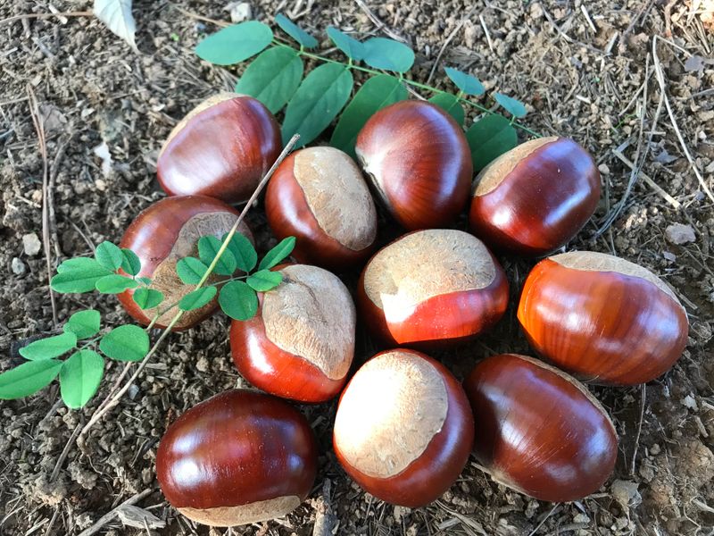 신연희님의 장터 판매 상품 [[판매완료] 토종알밤 4Kg] 첨부 사진