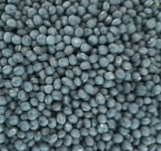 조정옥님의 콩 · 자유게시판 작성글 사진