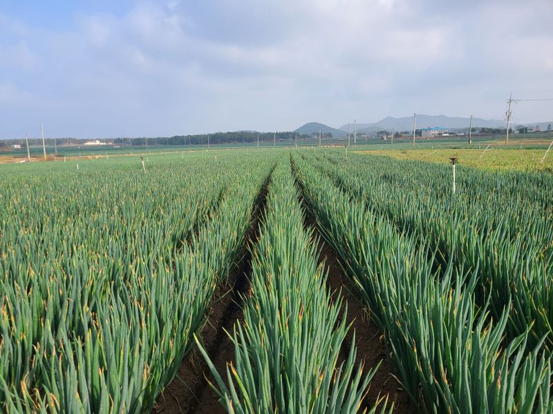 박현대님의 장터 판매 상품 [신안 임자도 임자가다한농장 대파10kg] 첨부 사진