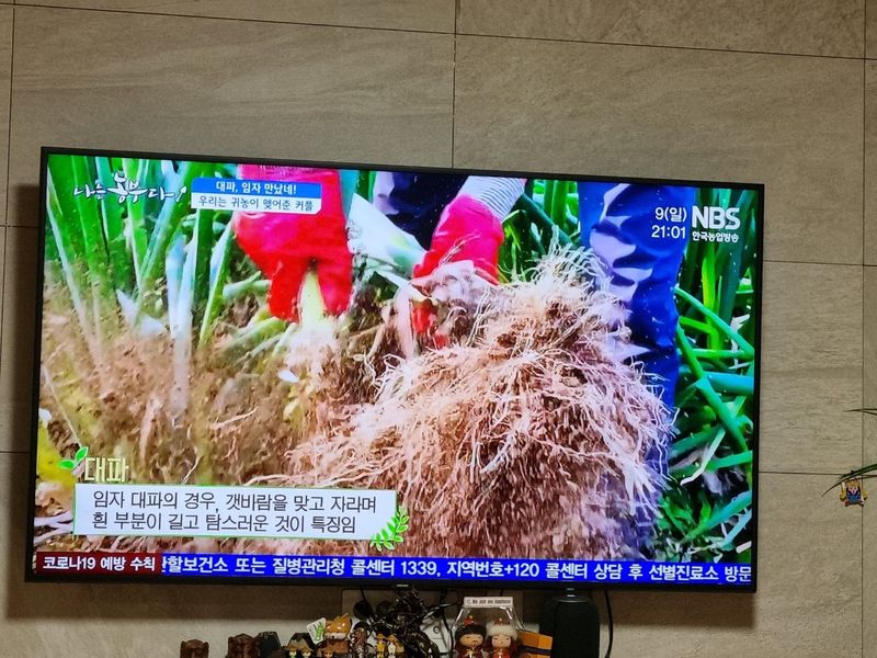 박현대님의 장터 판매 상품 [신안 임자도 임자가다한농장 대파10kg] 첨부 사진