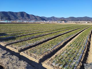 월산 양파님의 마늘 · 일상 작성글 사진