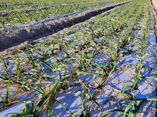 월산 양파님의 마늘 · 일상 작성글 사진