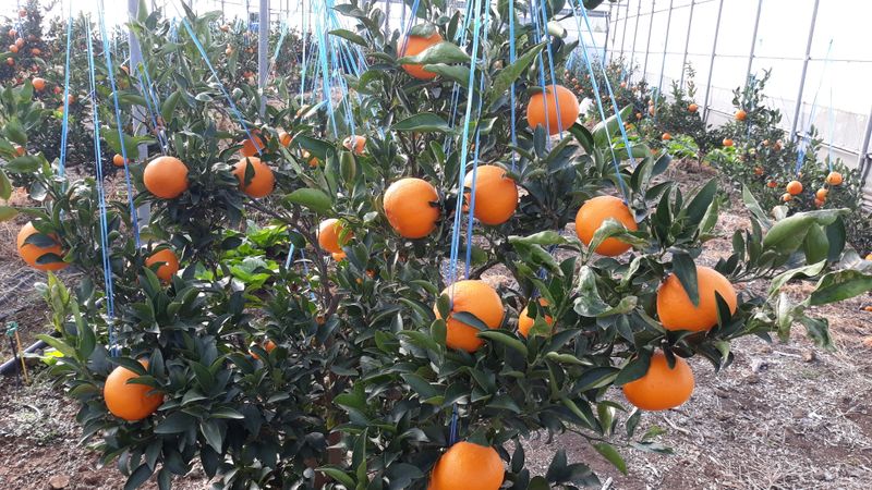 강창민님의 장터 판매 상품 [노지한라봉  5키로] 첨부 사진