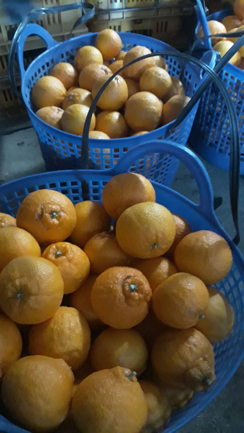 강창민님의 장터 판매 상품 [노지한라봉  5키로] 첨부 사진