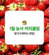 딸기 농사도우미님의 딸기·수확 작성글 사진