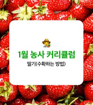 딸기 농사도우미님의 딸기 · 수확 작성글 사진