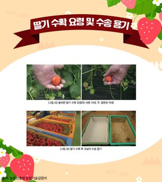 딸기 농사도우미님의 딸기 · 수확 작성글 사진