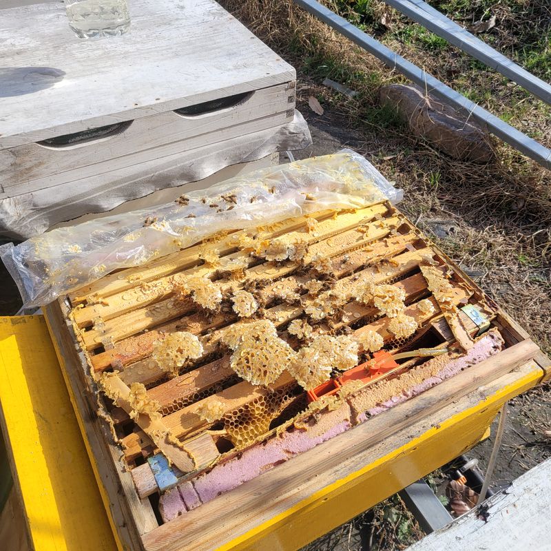 봉선이네봉장 님의 장터 판매 상품 [벌꿀 ] 첨부 사진