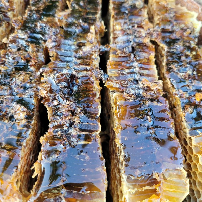 봉선이네봉장 님의 장터 판매 상품 [벌꿀 ] 첨부 사진