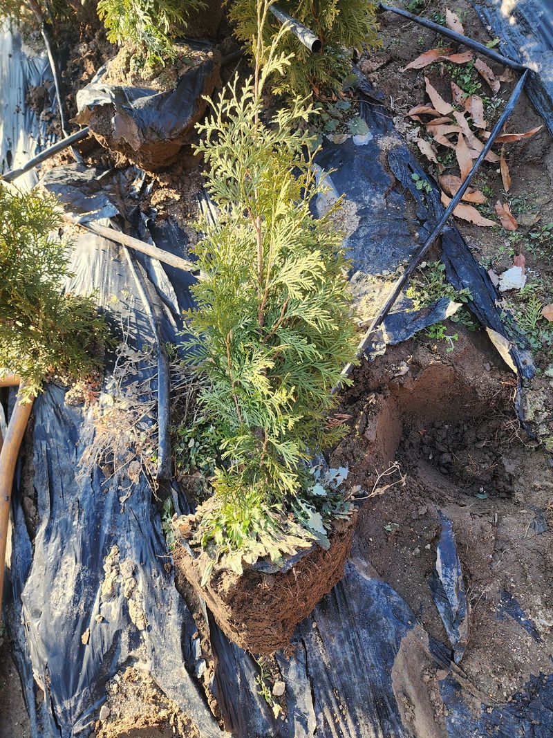 옥천 조경수님의 장터 판매 상품 [조경수 묘목] 첨부 사진