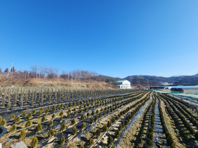 옥천 조경수님의 장터 판매 상품 [조경수 묘목] 첨부 사진