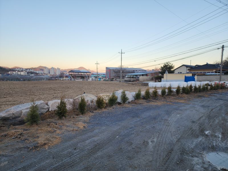 장터 상품 [조경수 묘목] 썸네일