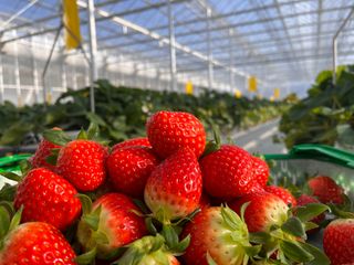 박근호님의 딸기 · 일상 작성글 사진