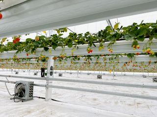 박근호님의 딸기 · 일상 작성글 사진