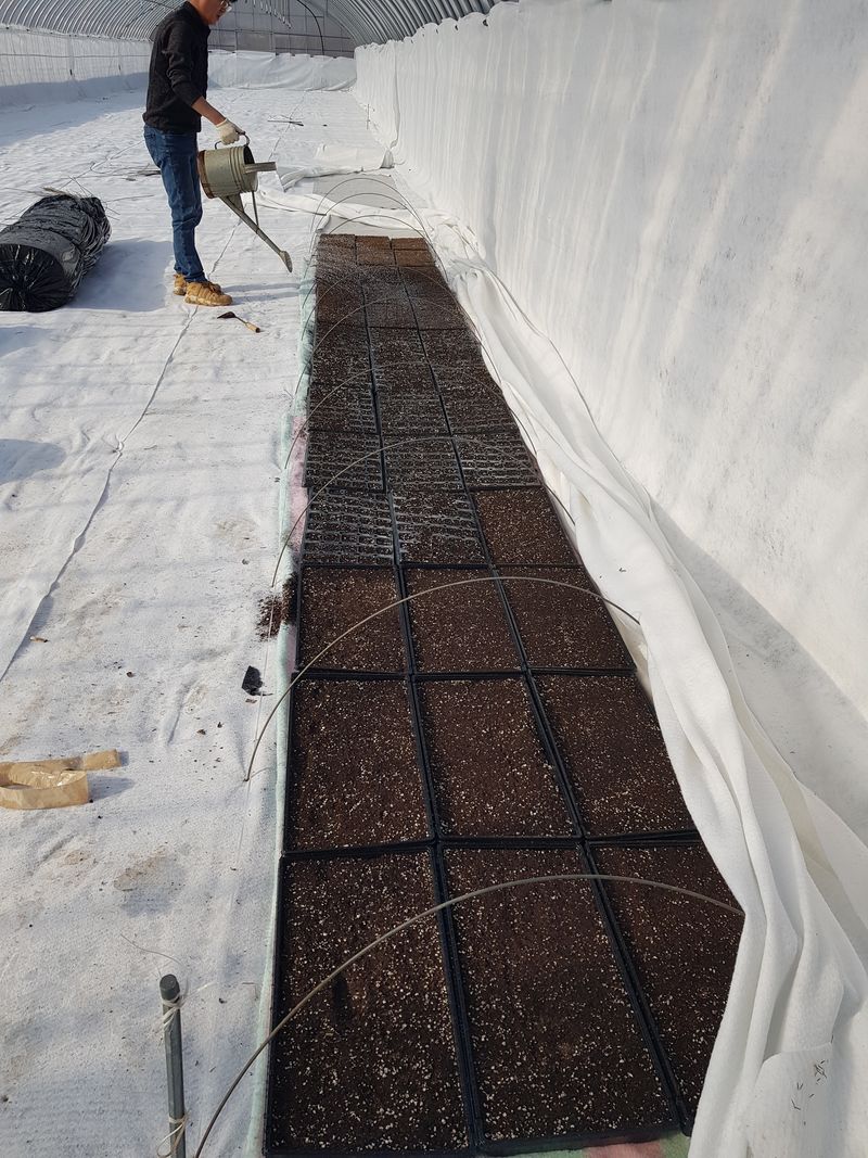 장터 상품 [야생땅두릅모종1그루당] 썸네일