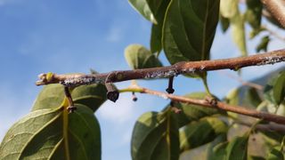 할배맥가이버님의 감 · 병해충상담 작성글 사진