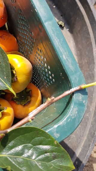 할배맥가이버님의 감 · 병해충상담 작성글 사진