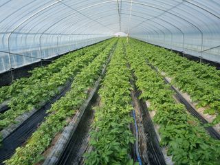 대박인상님의 감자 · 자유게시판 작성글 사진