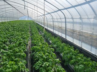 대박인상님의 감자 · 자유게시판 작성글 사진