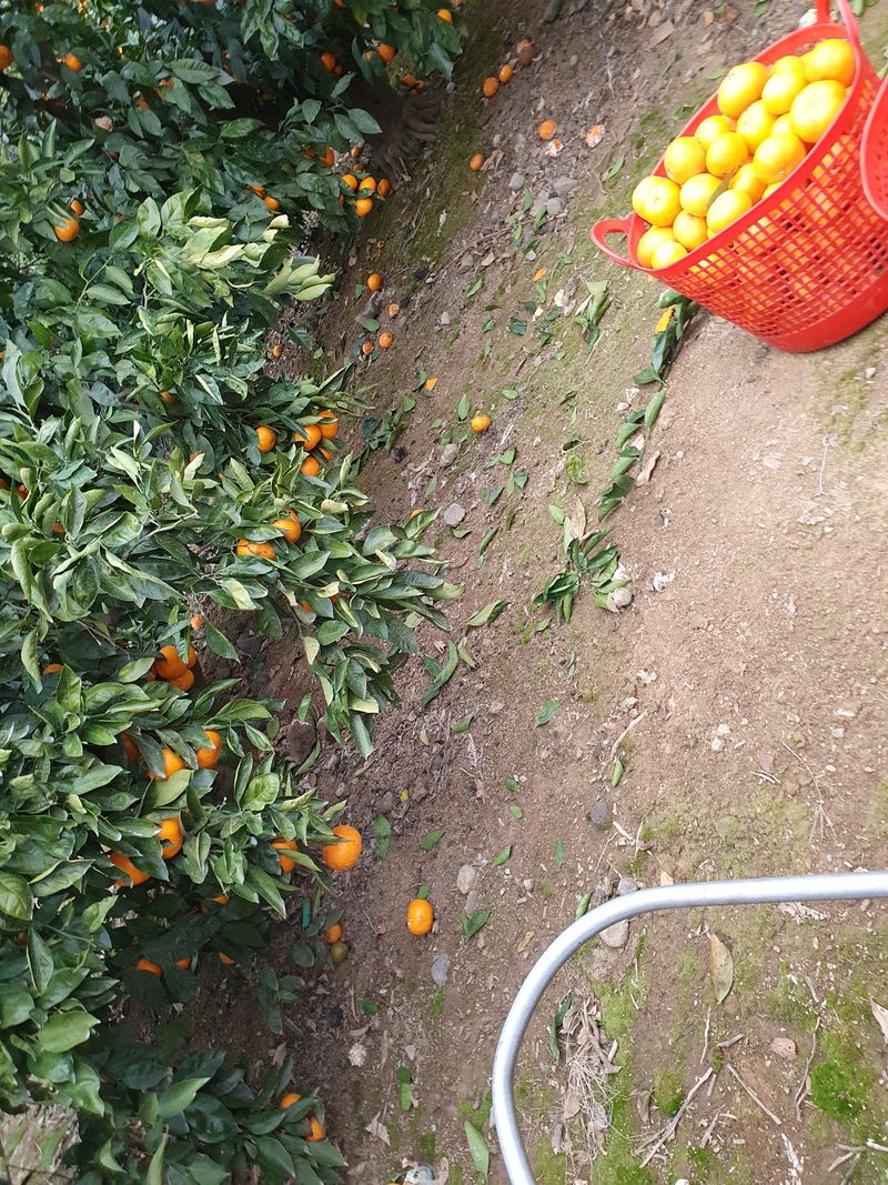 장터 상품 [레드향 10KG] 썸네일