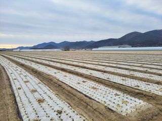 월산 양파님의 양파 · 자유게시판 작성글 사진