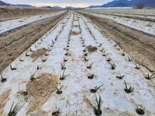 월산 양파님의 양파 · 자유게시판 작성글 사진