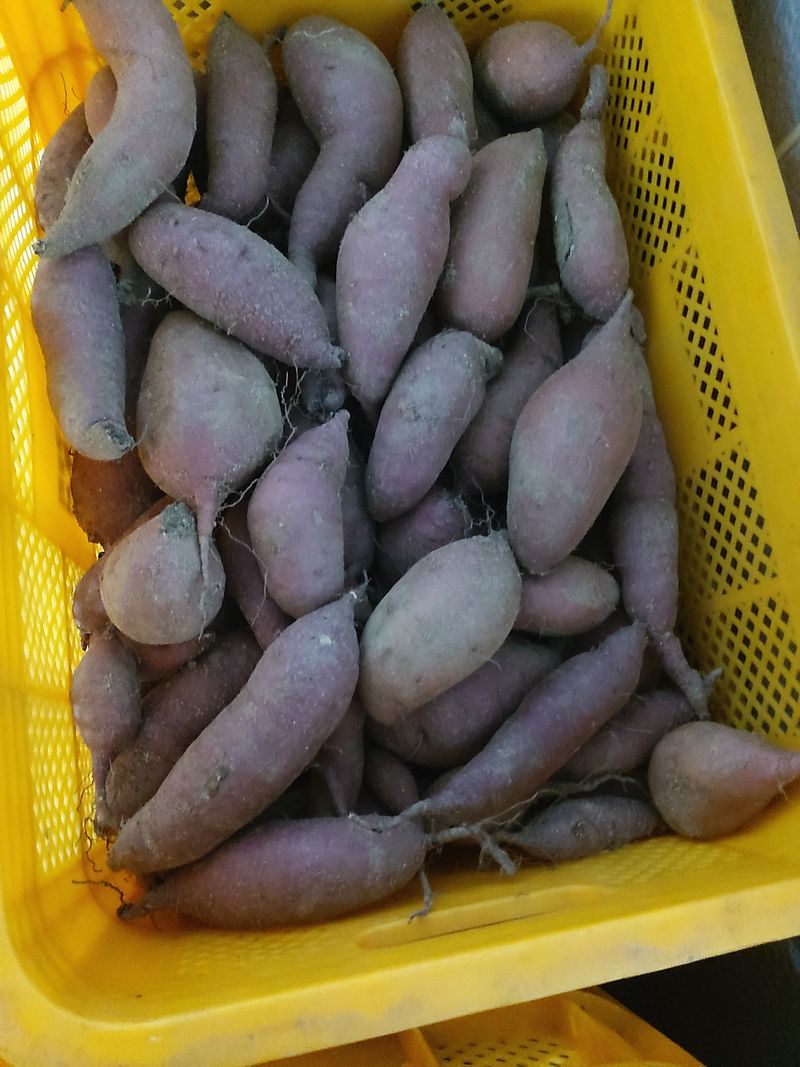 장터 상품 [고구마(꿀)] 썸네일