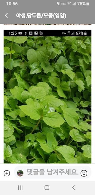 오왕건님의 두릅 · 품종•종자 작성글 사진