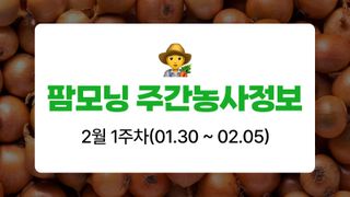 양파 농사도우미님의 양파 · 농사길잡이 작성글 사진