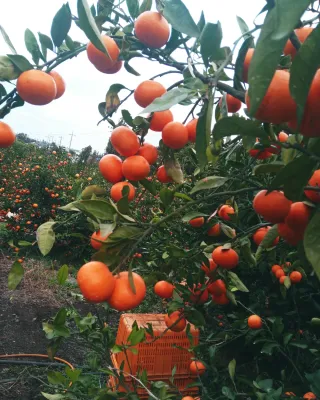 대정골귤꽃농원님의 작성글 사진