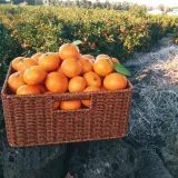 팜모닝 · 게시글 이미지