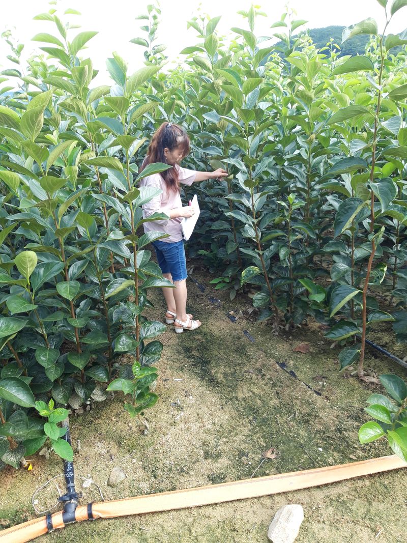 장터 상품 [유실수묘목들] 썸네일