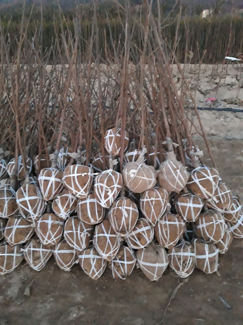 신중식님의 장터 판매 상품 [유실수묘목들] 첨부 사진